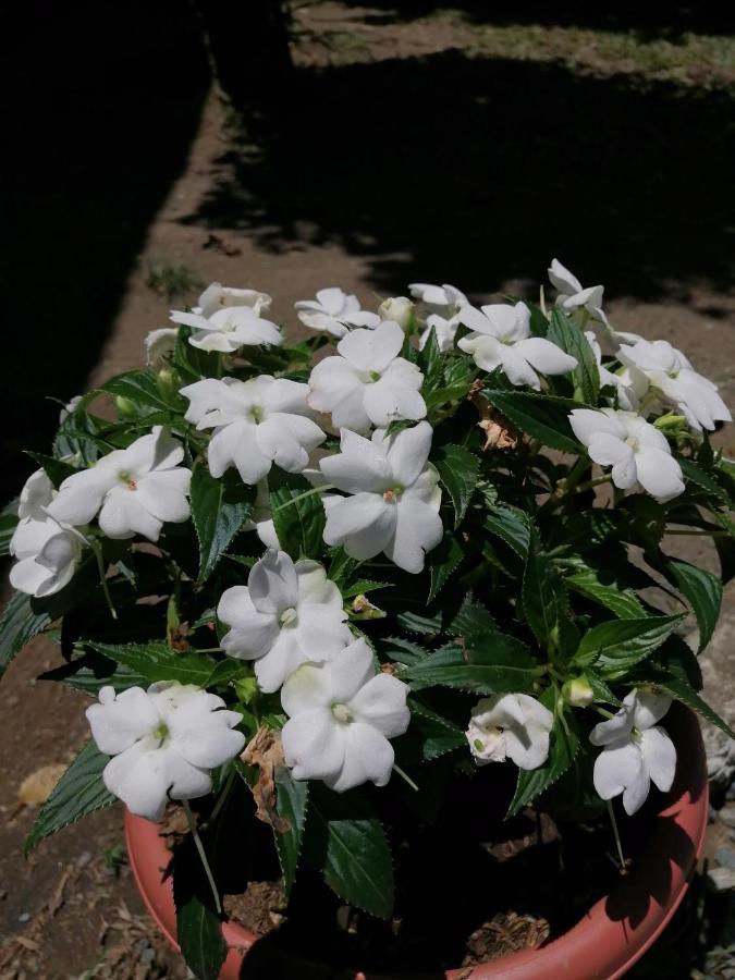 Magic Flower Rooms カウイータ エクステリア 写真